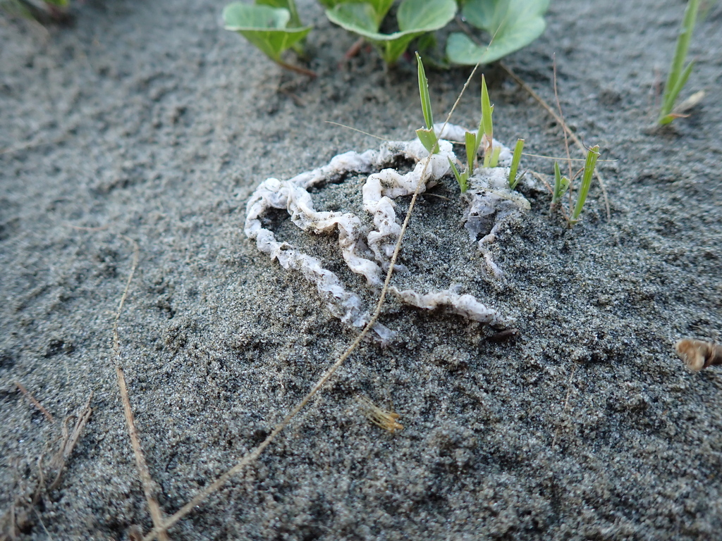 Ileodictyon cibarium · October 2025 · photo: © arnim (iNaturalist, cc-by)