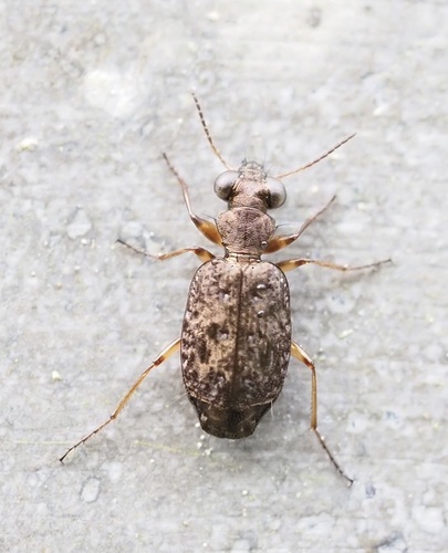 Scopodes observed 2025-10-05