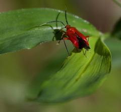 Coccobaphes frontifer