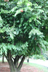 Brownea grandiceps