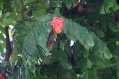 Brownea grandiceps