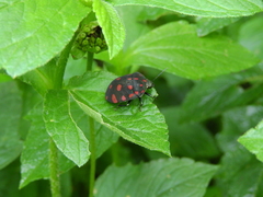 Pachycoris torridus