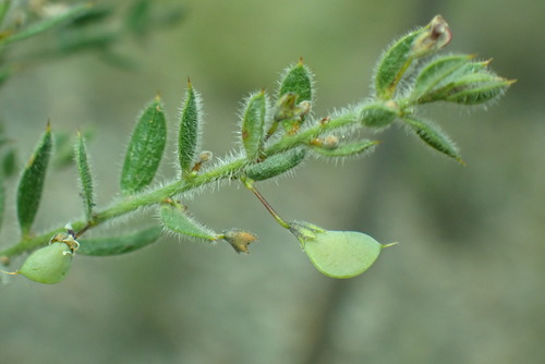 Daviesia filipes, 2025-09-22