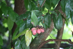 Brownea grandiceps