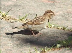 Passer domesticus