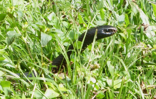 Red-bellied Black Snake sighting