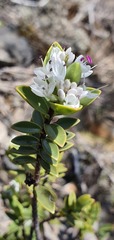 Veronica topiaria