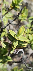 Veronica topiaria