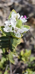 Veronica topiaria