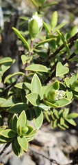 Veronica topiaria