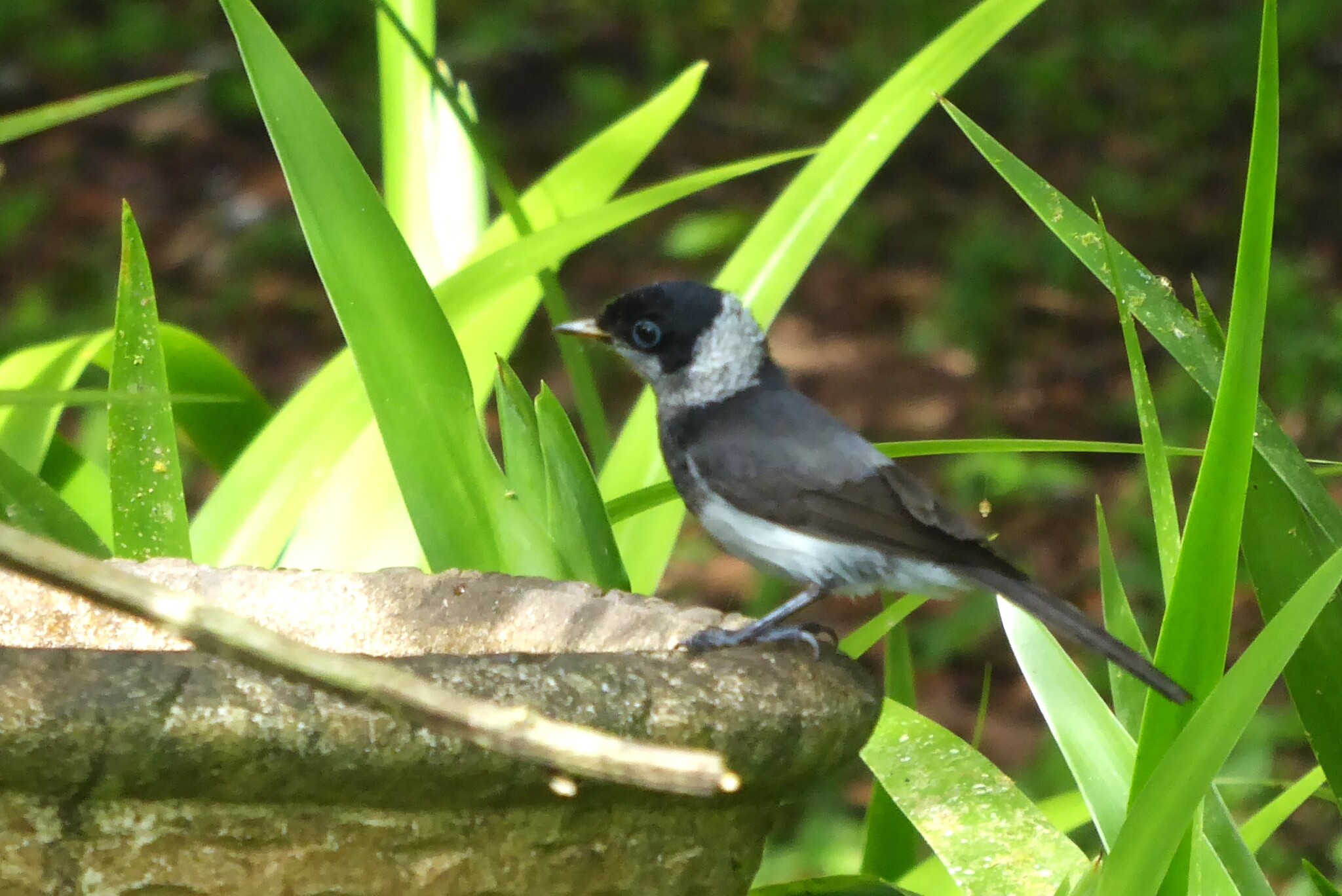 Pied Monarch (Arses kaupi), photo 10