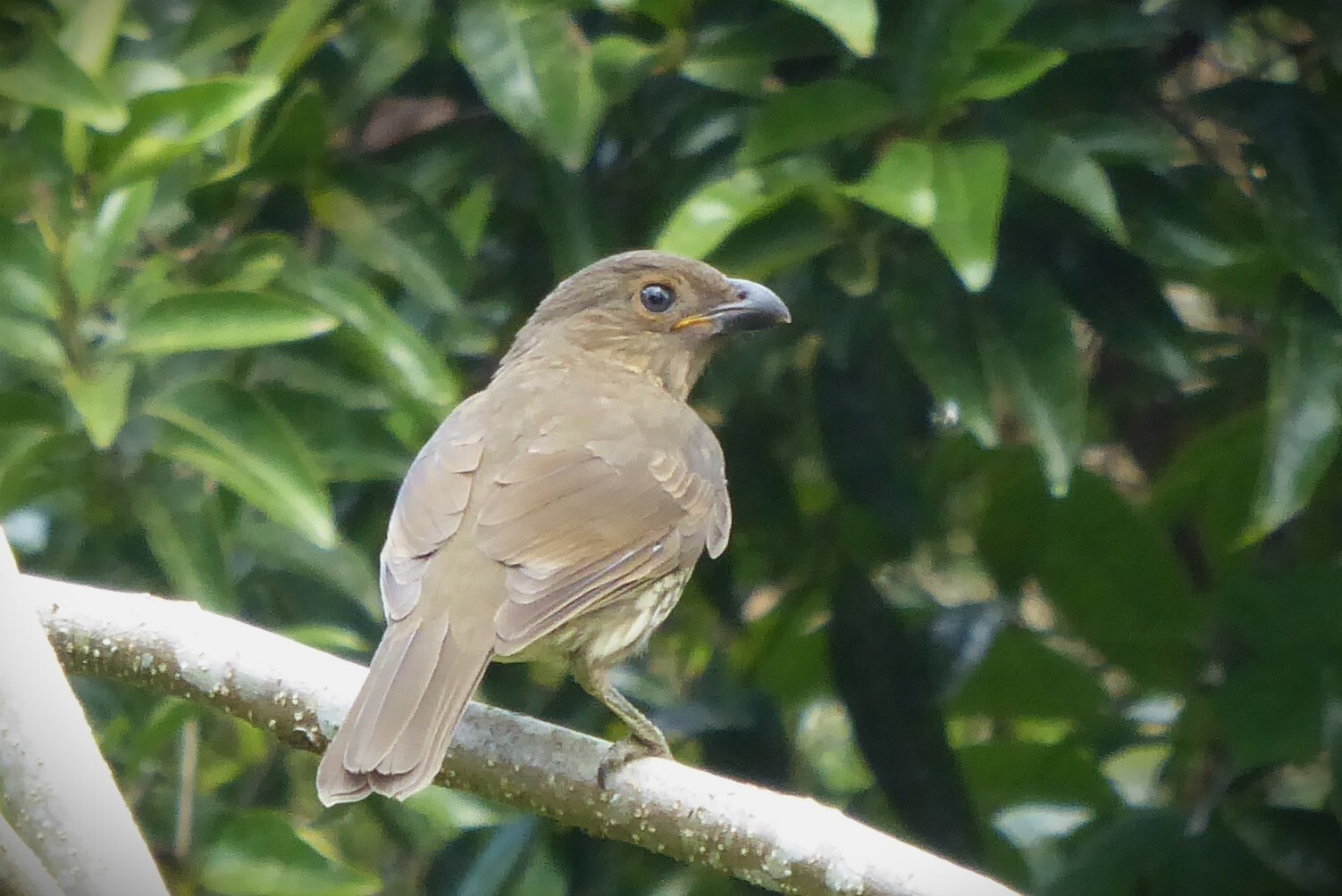 Tooth-billed Bowerbird (Scenopoeetes dentirostris), photo 2