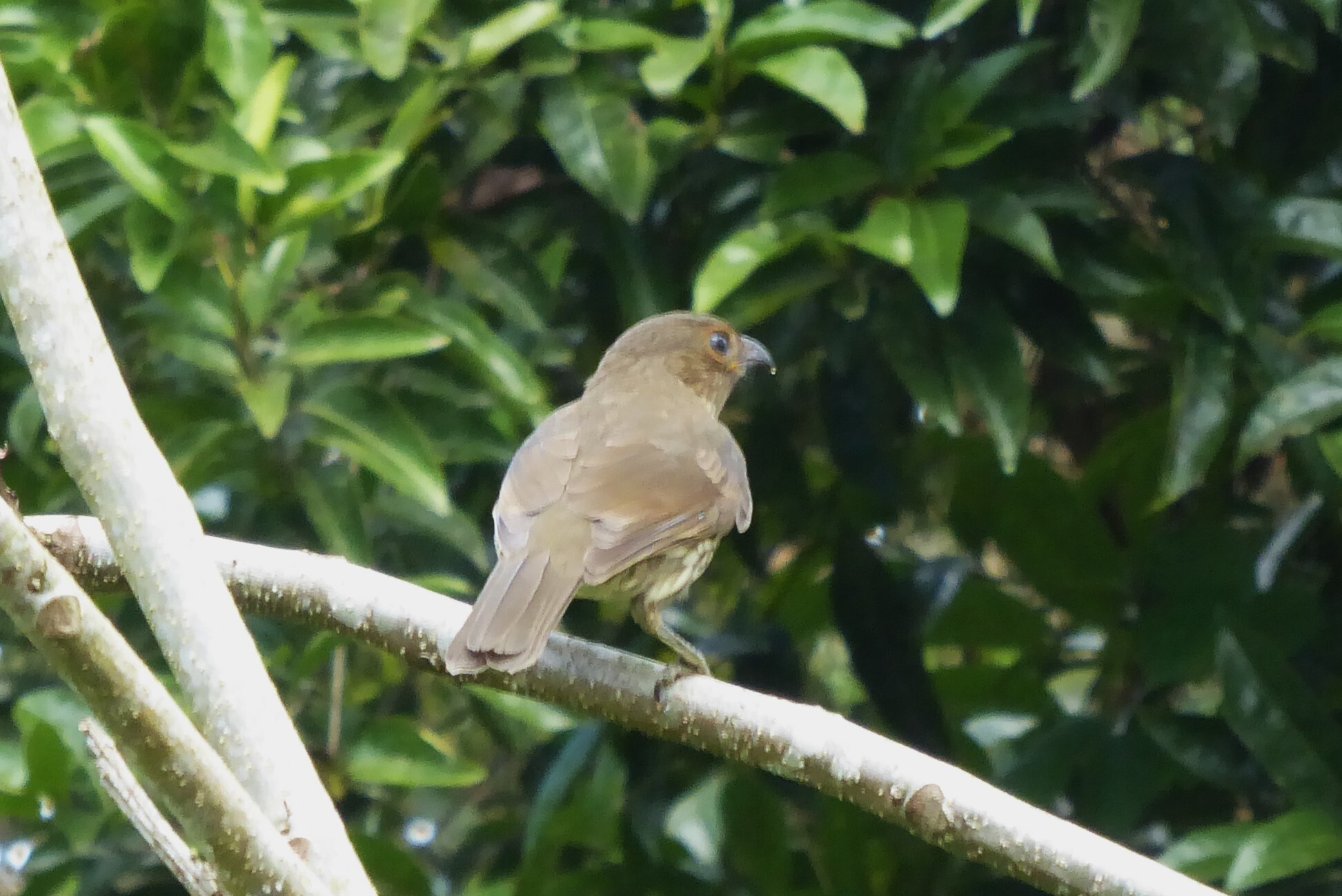 Tooth-billed Bowerbird (Scenopoeetes dentirostris), photo 3