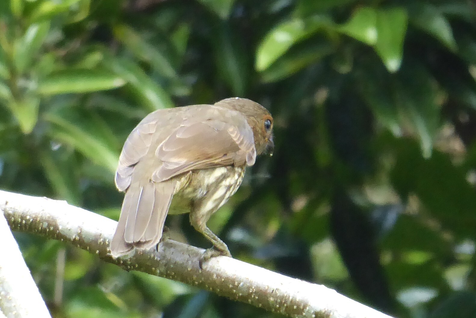 Tooth-billed Bowerbird (Scenopoeetes dentirostris), photo 4
