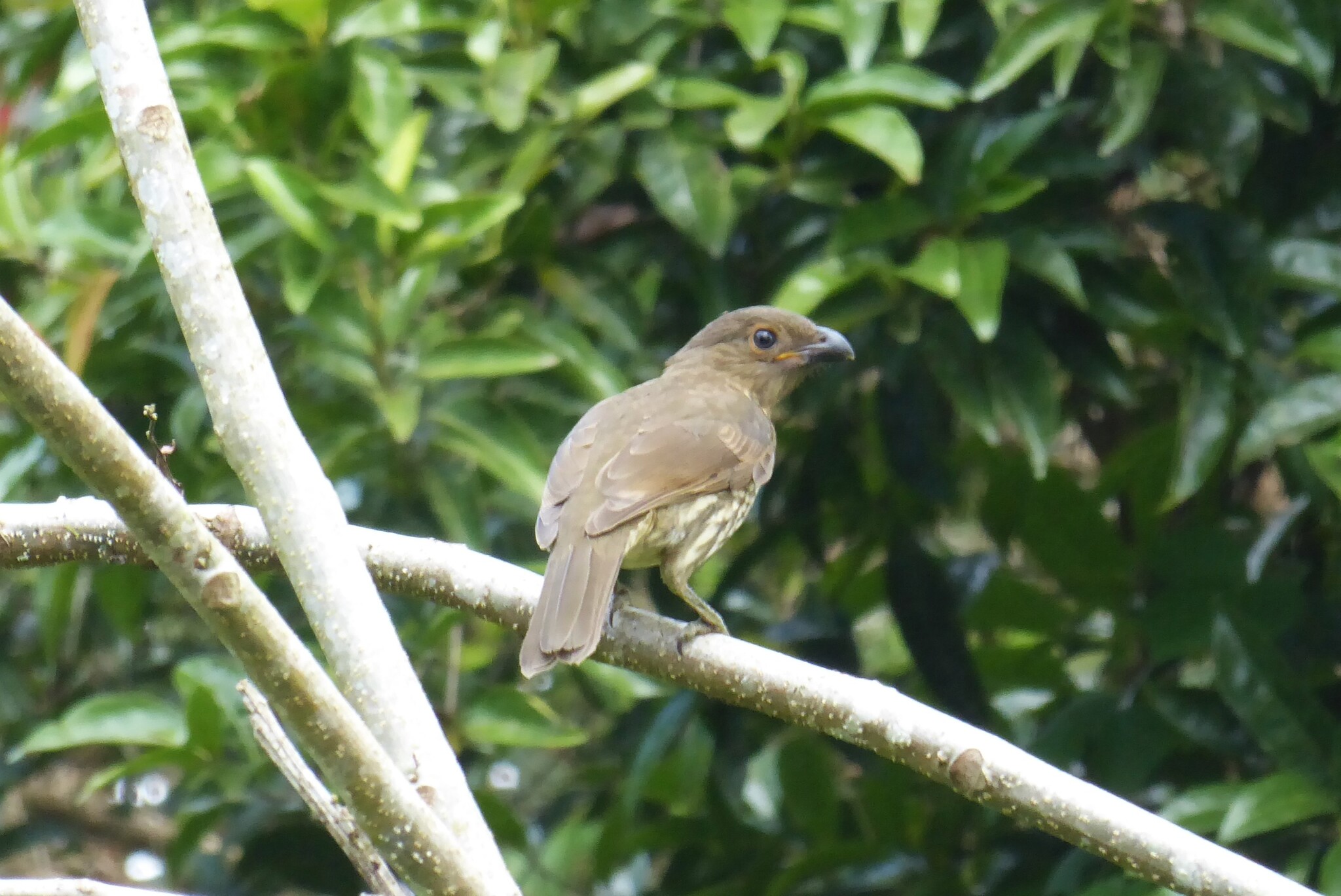 Tooth-billed Bowerbird (Scenopoeetes dentirostris), photo 5