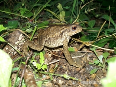 Bufo