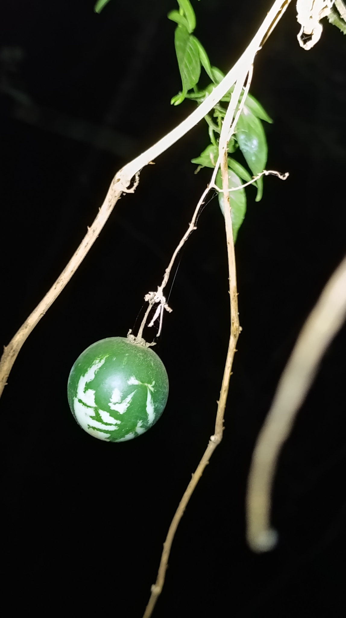 Solanum alternatopinnatum