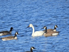 Cygnus columbianus columbianus