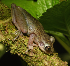 Scinax funereus