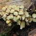 Hypholoma subviride - Photo (c) Alan Rockefeller, some rights reserved (CC BY), uploaded by Alan Rockefeller