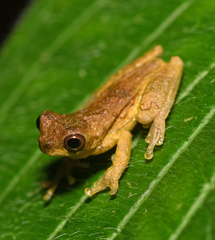 Dendropsophus bokermanni