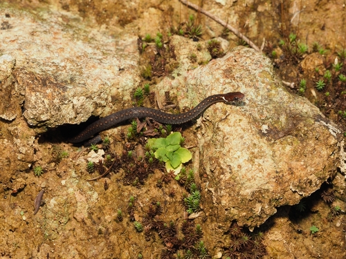 Kuatun Keelback