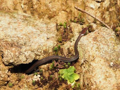 Kuatun Keelback