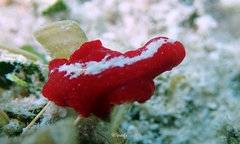 Pseudoceros rubronanus