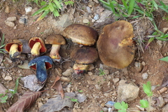 Neoboletus xanthopus