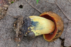 Neoboletus xanthopus