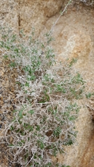 Galium stellatum