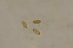 Neoboletus xanthopus