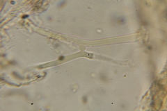 Neoboletus xanthopus