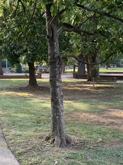 Sciurus carolinensis