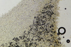 Neoboletus xanthopus