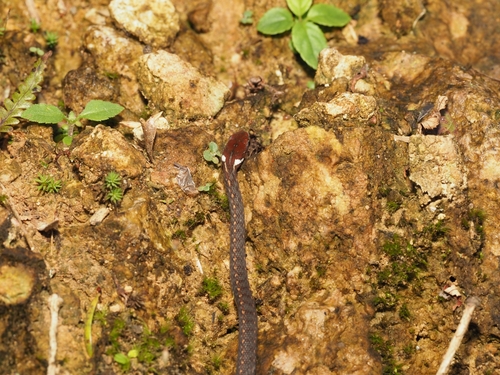 Kuatun Keelback