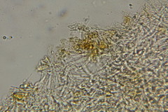 Neoboletus xanthopus