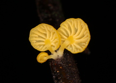 Chrysomphalina