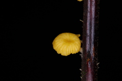 Chrysomphalina