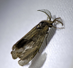 Cryptothelea nigrita