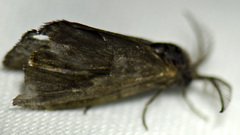 Cryptothelea nigrita