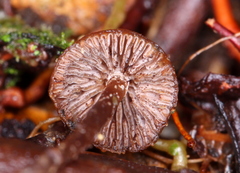 Psilocybe heimii