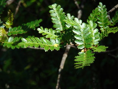 Weinmannia trichosperma