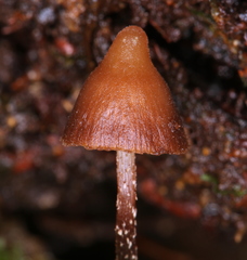 Psilocybe heimii