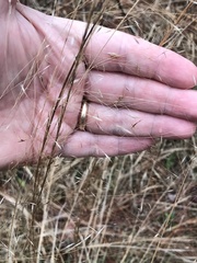 Muhlenbergia expansa