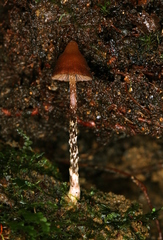 Psilocybe heimii