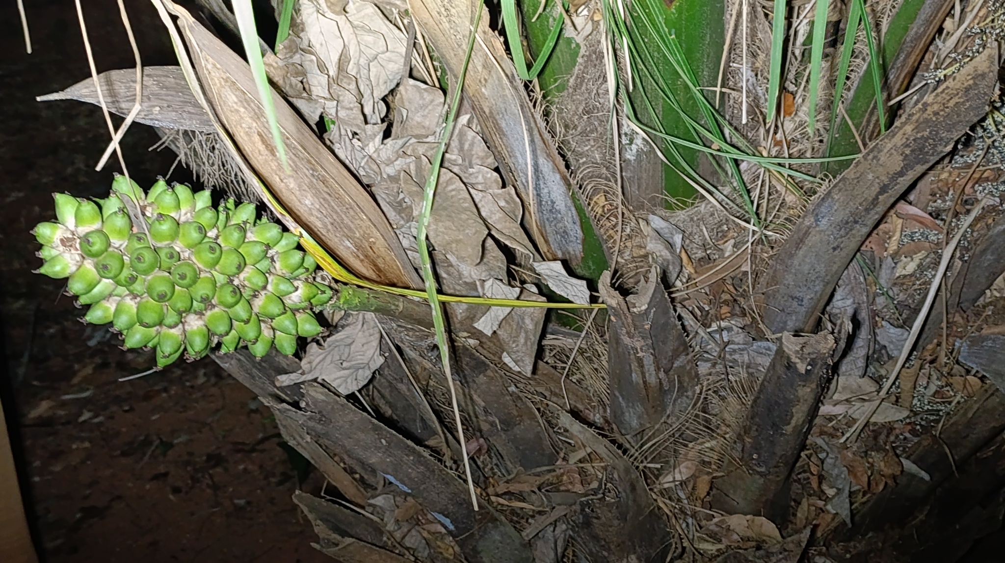 Attalea phalerata