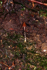 Psilocybe heimii
