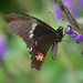 Ruby-spotted Swallowtail - Photo (c) Hans Holbrook, some rights reserved (CC BY-NC), uploaded by Hans Holbrook