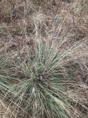 Muhlenbergia expansa